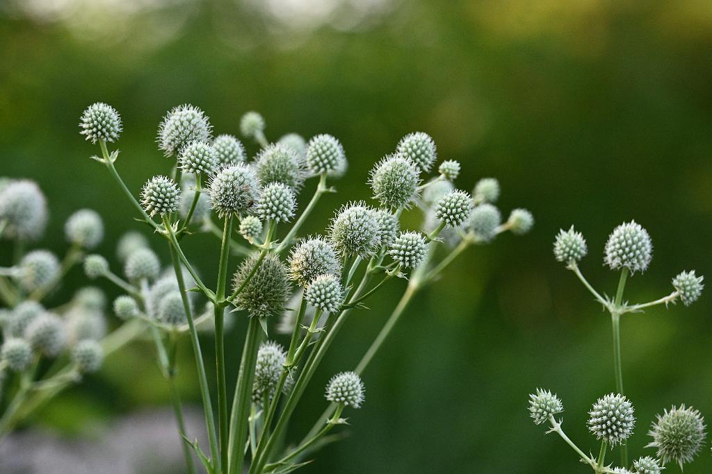2025-07179652 Tower Hill Botanic Garden, MA.JPG - Rattlesnake Master. New England Botanic Garden at Tower Hill, MA, 7-17-2025